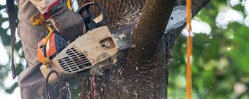 Best Tree Health Inspection  in Lake Of The Pines, CA