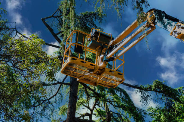 Professional Tree Services in Lake Of The Pines, CA