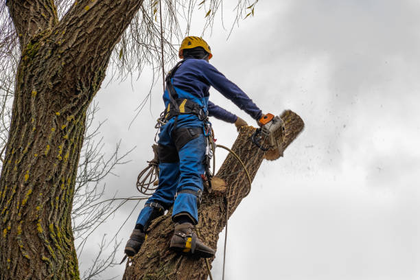 Best Fruit Tree Pruning  in Lake Of The Pines, CA